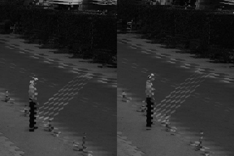 School Run Snarled by Unexpected Blockade of Stray Sheep