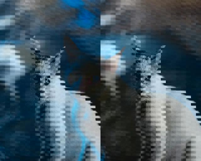 Mystery of Burnt £50 Notes Scattered on City Pavements Fuels Public Theories